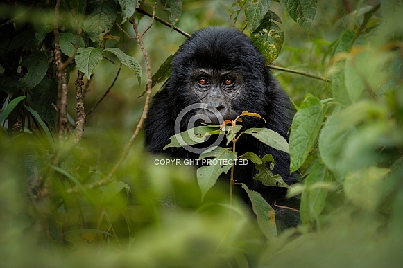 Wild mountain gorilla in the nature habitat