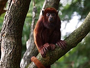 Venezuelan howler monkey Alouatta seniculus