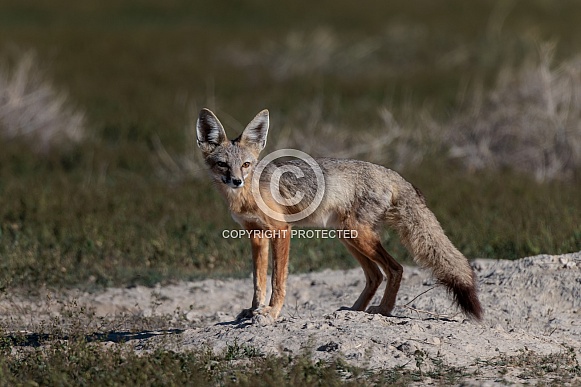Kit Fox