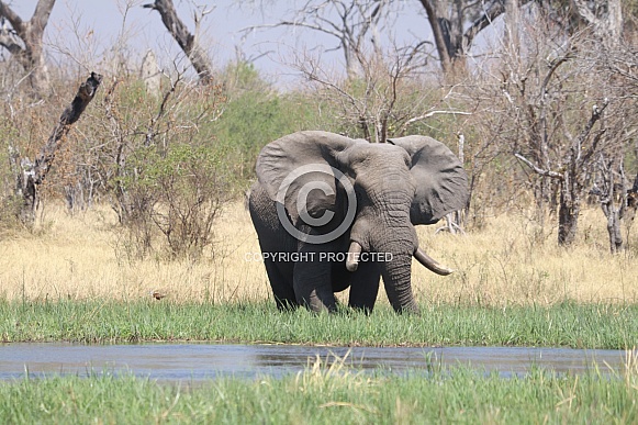 Bull Elephant wading through the river