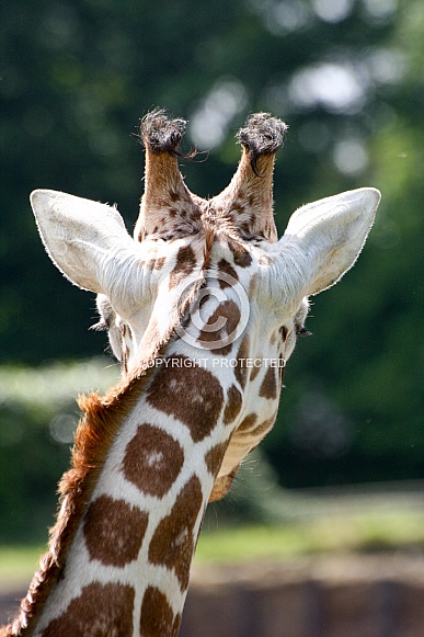 Back of Giraffe's head