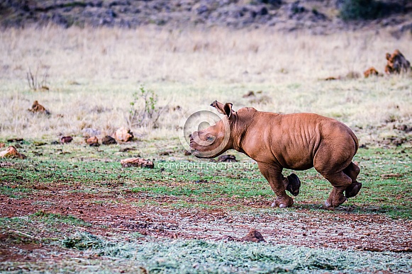 White Rhino Calf