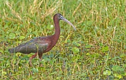 Glossy ibis (Plegadis falcinellus) walking in shallow water and weeds