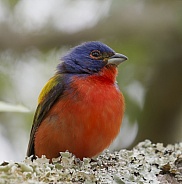 Painted Bunting Male