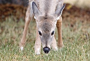 Deer Grazing