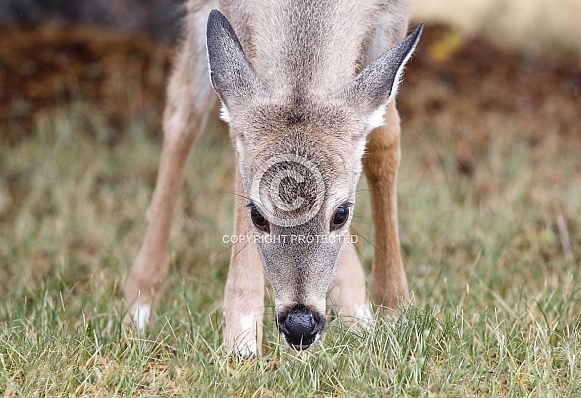 Deer Grazing