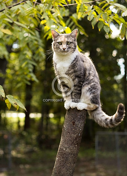 Calico Tabby