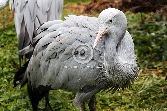 Stanley Crane Stanley Crane