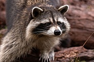 Raccoon Close Up Side Profile