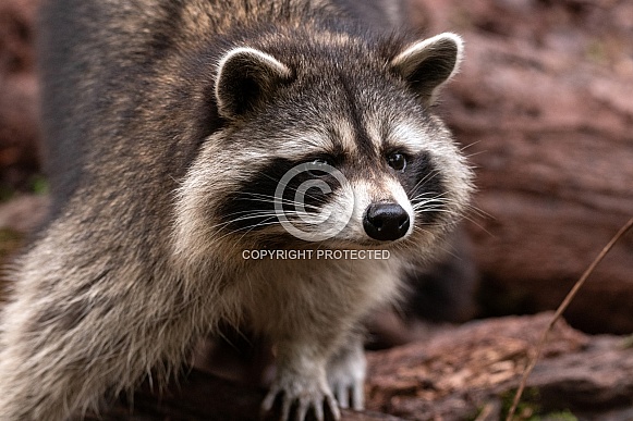 Raccoon Close Up Side Profile