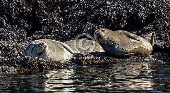 Harbor Seal