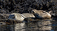 Harbor Seal