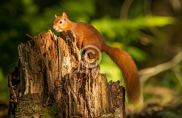 Red Squirrel Red Squirrel