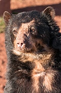 Andean Bear Portrait Shot Upright
