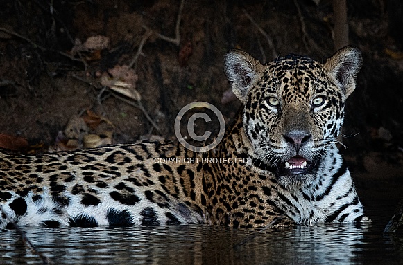 Pantanal jaguar Pantanal jaguar
