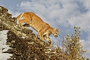 Cougar-Mountain Lion Domain