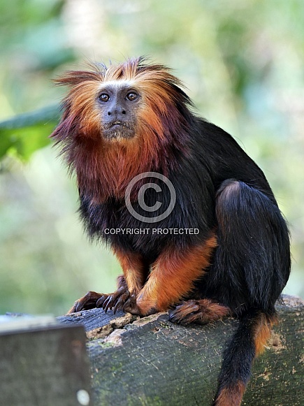 Golden Headed Lion Tamarin