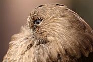 Hamerkop (Scopus umbretta)