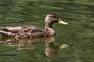 Female Mallard on Pond