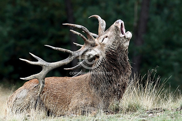 Red Deer Red Deer