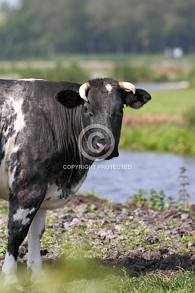 Dutch Cow and Cows Dutch Cow and Cows