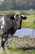 Dutch Cow and Cows