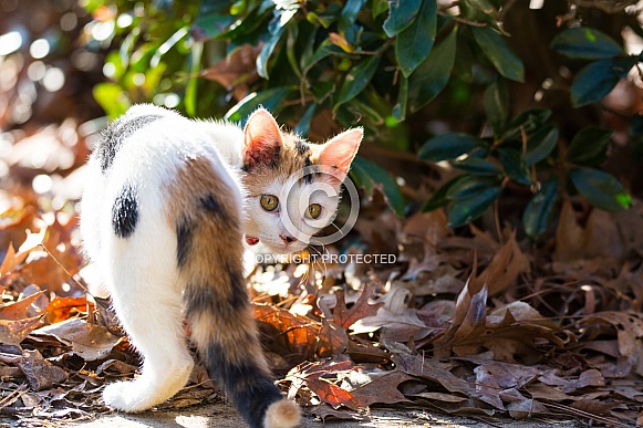 Calico Domestic Shorthair