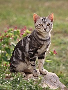 Tabby Kitten Sitting On a Rock
