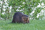 Beaver in nature