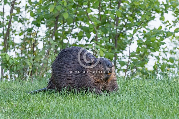 Beaver in nature