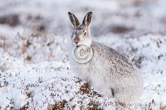 Mountain Hare