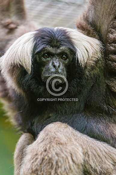 Black and White Gibbon Black and White Gibbon