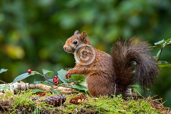 Red Squirrel