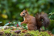Red Squirrel