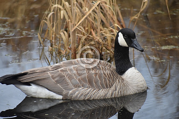 Canada Goose Canada Goose