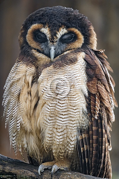 Brown Wood Owl