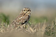 The short-eared owl (Asio flammeus)