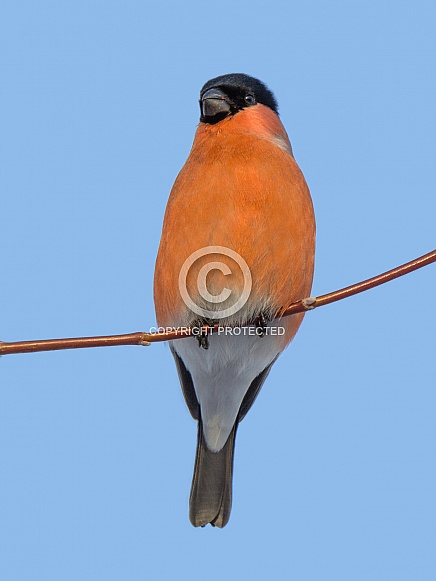 Bullfinch Bullfinch