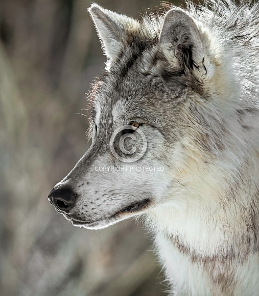 Wolf