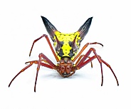 arrow shaped micrathena orbweaver or orb weaver spider - Micrathena sagittata - yellow, red and black patterning and two large sharp triangular tubercles isolated on white background front face view