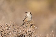 Rock Wren, Salpinctes obsoletus