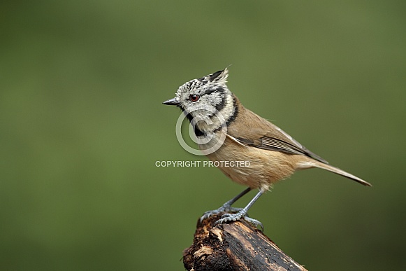 The crested tit or European crested tit