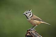 The crested tit or European crested tit