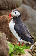 Puffin the birds from the arctic.