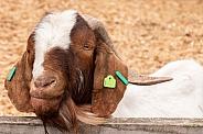 Boer Goat Close Up Face