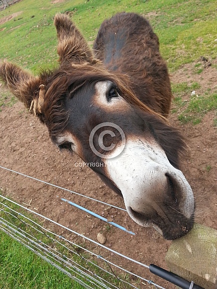Brown Donkey