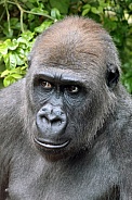 Western Lowland Gorilla (Gorilla Gorilla Gorilla)