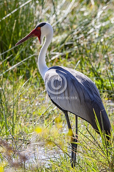 Wattled Crane - Okavango Delta - Botswana