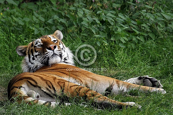 Amur Tiger Amur Tiger