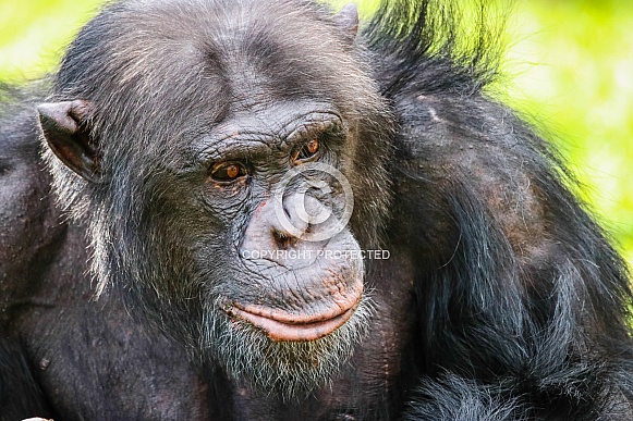 Chimpanzee Chimpanzee